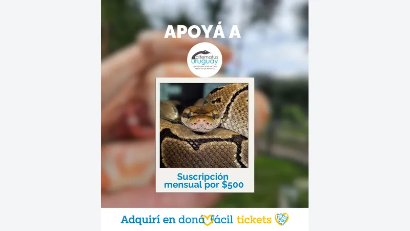 Imagen de ticket: Suscripción Mensual $500
