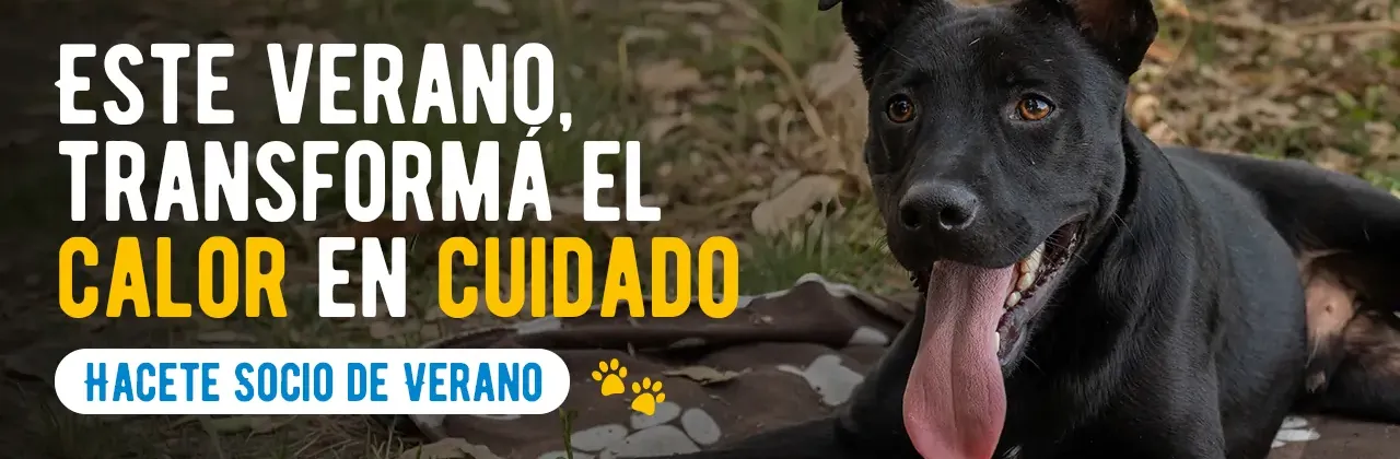 Socios de verano