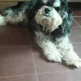 Imagen de campaña: Ayudemos a Kuki con su recuperación y a 9 perros a tener alimento Imagen de campaña: Ayudemos a Kuki con su recuperación y a 9 perros a tener alimento