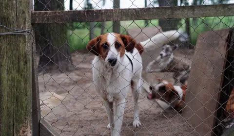 Ayudanos a salvar vidas en Mucho Bicho Tacuarembó Ayudanos a salvar vidas en Mucho Bicho Tacuarembó