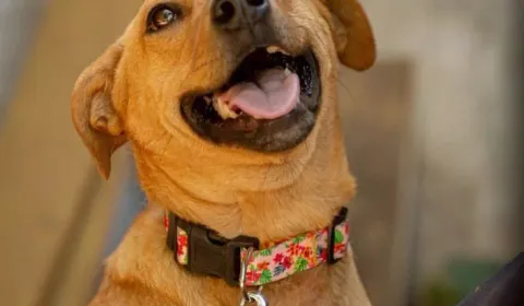 UN NUEVO CANIL PARA SEPARAR POR EDAD Y TEMPERAMENTO UN NUEVO CANIL PARA SEPARAR POR EDAD Y TEMPERAMENTO