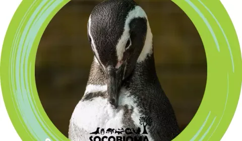 Tu ayuda nos permite seguir rescatando a nuestra fauna silvestre. Tu ayuda nos permite seguir rescatando a nuestra fauna silvestre.