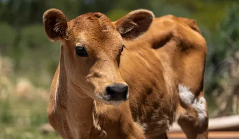 Espacio de enfermería - Santuario Animal Libre