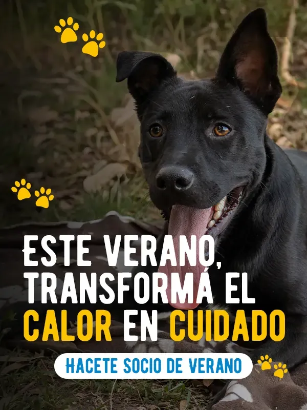 Socios de verano