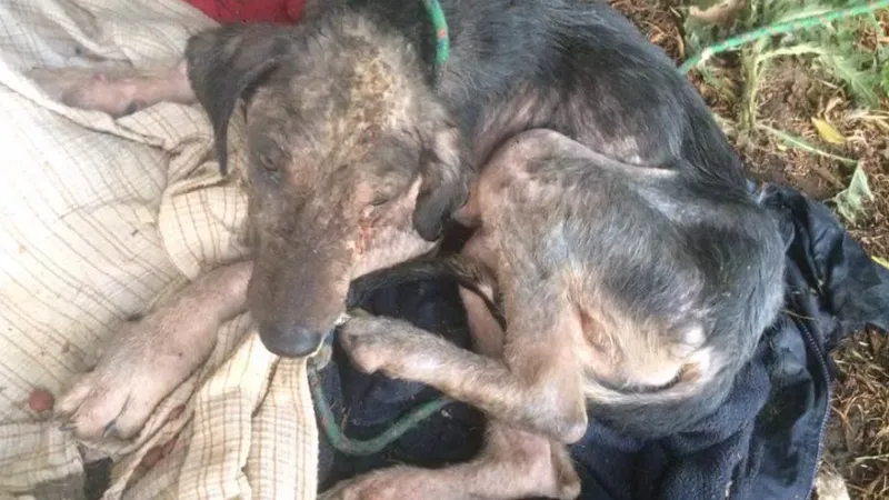 La importancia de la castración en el bienestar animal