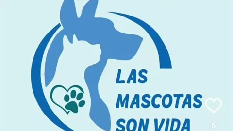 Conociendo la realidad de los animales callejeros: cómo podemos ayudar