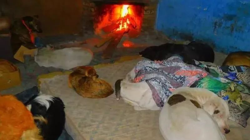 Castraciones como medida preventiva: ¿Por qué son esenciales?