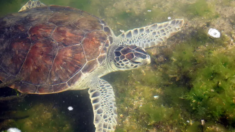 La lucha contra la contaminación por plásticos en los océanos: un enfoque en las tortugas marinas